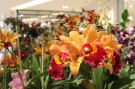 EXPOSIO NACIONAL DE ORQUDEAS